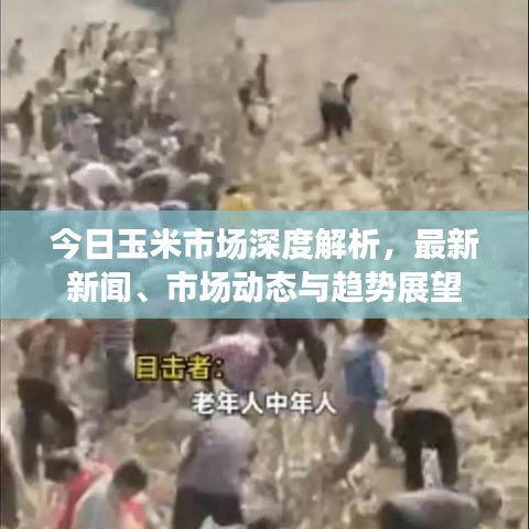 今日玉米市场深度解析，最新新闻、市场动态与趋势展望