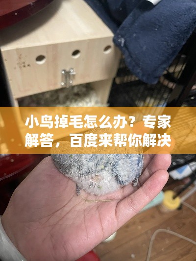 小鸟掉毛怎么办？专家解答，百度来帮你解决疑惑！