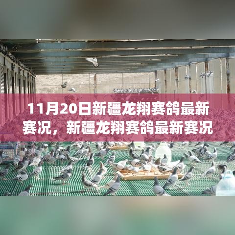 新疆龙翔赛鸽翱翔蓝天，最新赛况与学习变化的力量与自信