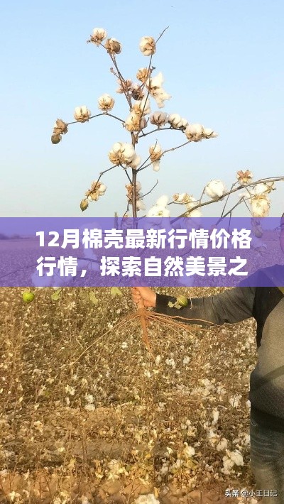 12月棉壳最新行情与心灵涤荡的自然美景探索之旅