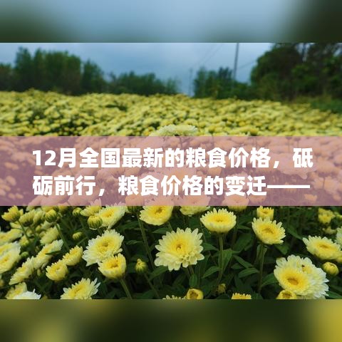 砥砺前行见证变迁，12月全国最新粮食价格及其背后的励志故事。