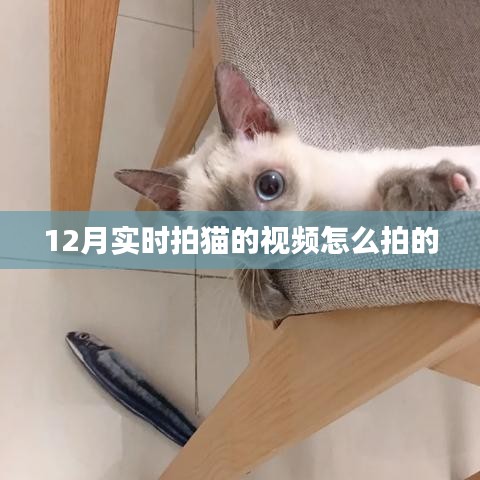 如何拍摄实时拍猫视频攻略