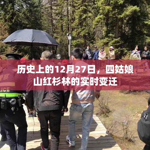四姑娘山红杉林实时变迁，历史视角下的十二月二十七日观察