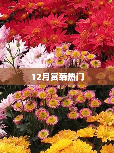 十二月赏菊盛宴开启