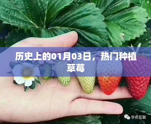 草莓种植历史中的这一天，热门草莓种植日纪念