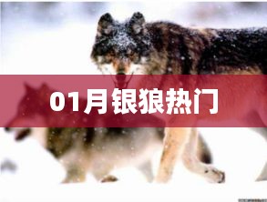 01月银狼热门风采展示
