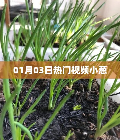 热门视频小葱，最新流行趋势一网打尽！