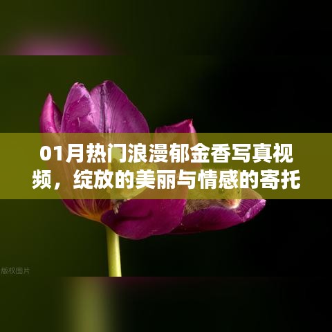 热门郁金香写真视频，绽放美丽与情感寄托