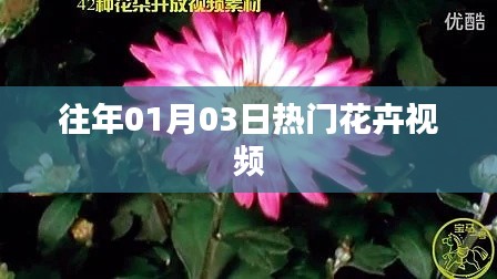 精选花卉视频，历年一月三日热门盘点