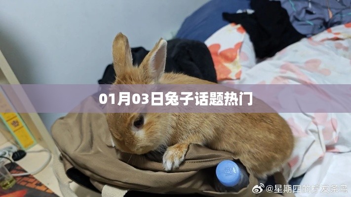 兔子话题热议，聚焦最新动态