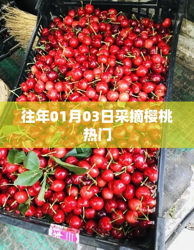 樱桃采摘高峰，历年一月初的盛况