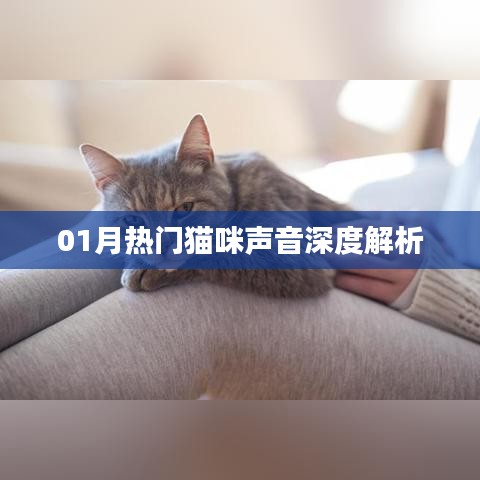 最新猫咪声音解析，一月热门喵声探秘