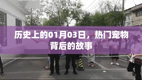 热门宠物背后的故事，历史上的1月3日揭秘