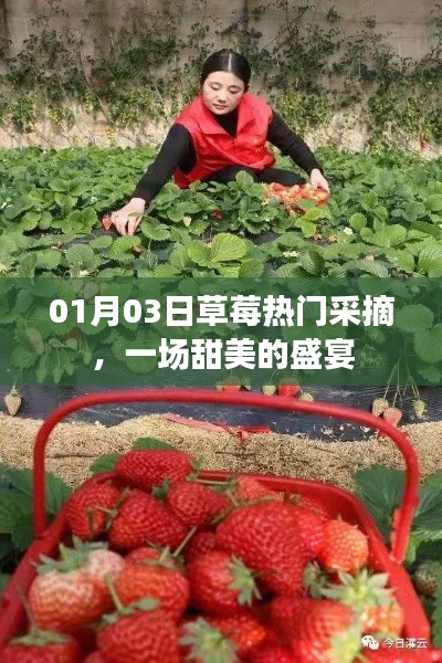草莓盛宴，冬日采摘乐趣，尽享甜美时光