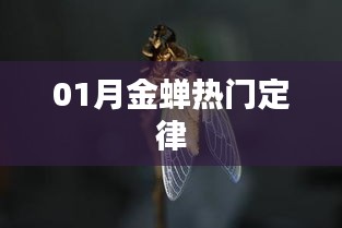 金蝉定律，揭秘一月份热门趋势