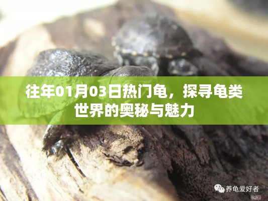 探寻龟类世界的奥秘与魅力，历年热门龟种回顾