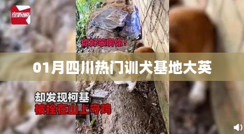 四川大英热门训犬基地一月风采展示