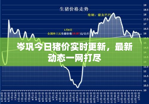 岑巩今日猪价实时更新，最新动态一网打尽