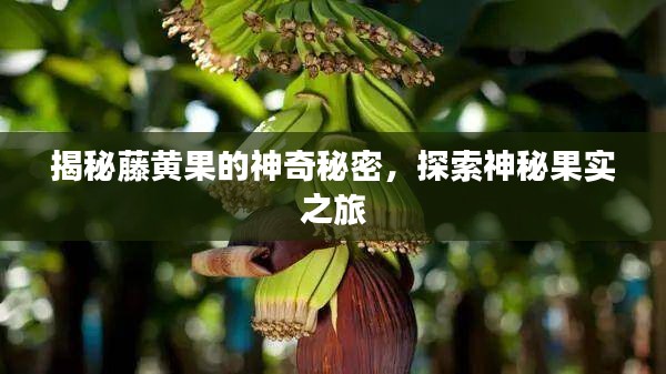 揭秘藤黄果的神奇秘密，探索神秘果实之旅