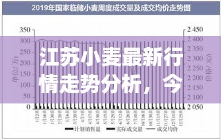 江苏小麦最新行情走势分析，今日市场动态揭秘