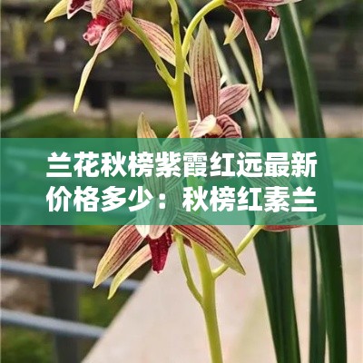 兰花秋榜紫霞红远最新价格多少：秋榜红素兰花图片 
