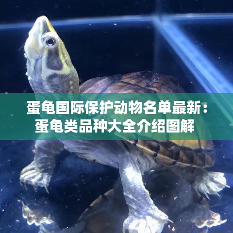 蛋龟国际保护动物名单最新：蛋龟类品种大全介绍图解 