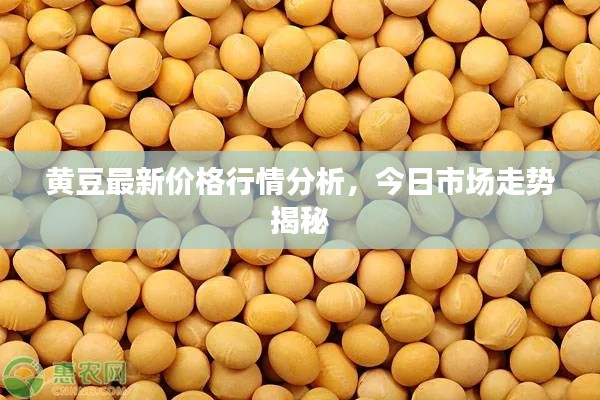 黄豆最新价格行情分析，今日市场走势揭秘
