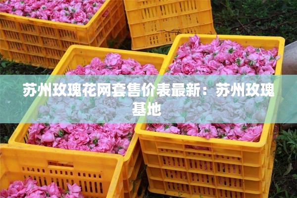 苏州玫瑰花网套售价表最新：苏州玫瑰基地 