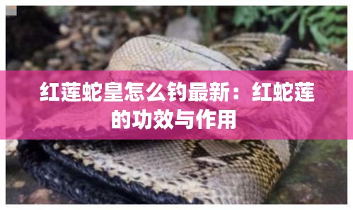 红莲蛇皇怎么钓最新：红蛇莲的功效与作用 