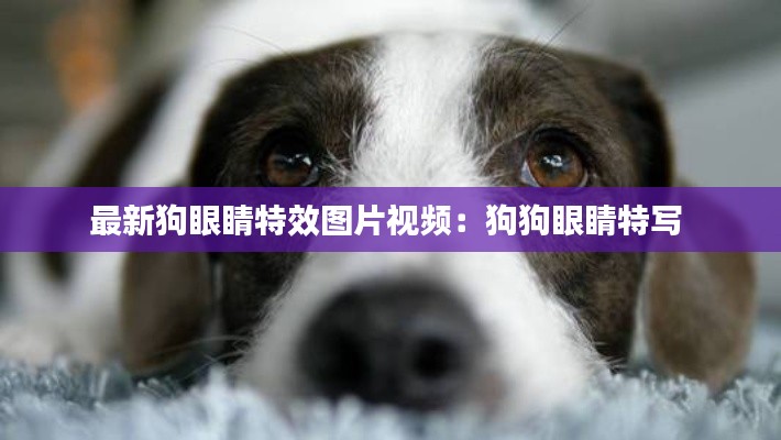 最新狗眼睛特效图片视频：狗狗眼睛特写 