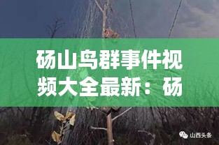 砀山鸟群事件视频大全最新：砀山死三人 