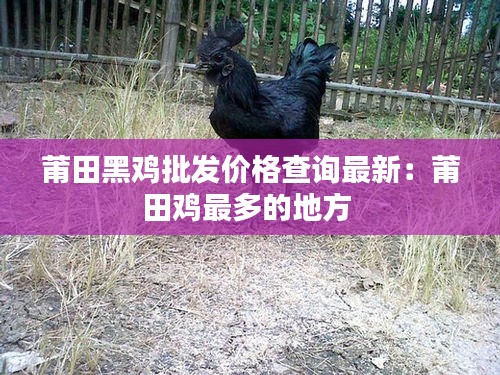 莆田黑鸡批发价格查询最新：莆田鸡最多的地方 