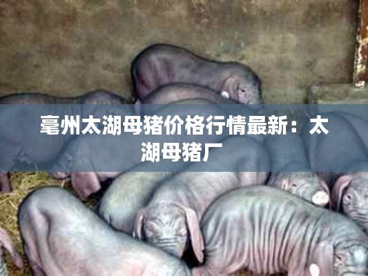 毫州太湖母猪价格行情最新：太湖母猪厂 