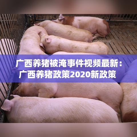 广西养猪被淹事件视频最新：广西养猪政策2020新政策 