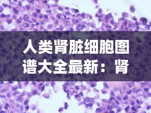 人类肾脏细胞图谱大全最新：肾脏细胞手绘图 
