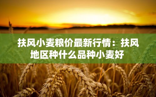 扶风小麦粮价最新行情：扶风地区种什么品种小麦好 