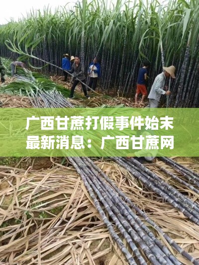 广西甘蔗打假事件始末最新消息：广西甘蔗网最新消息 