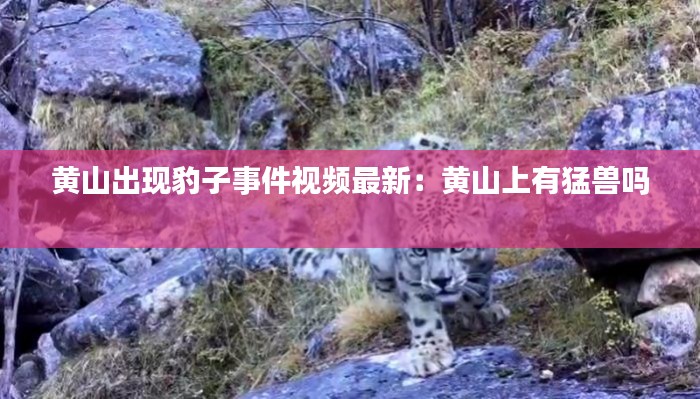 黄山出现豹子事件视频最新：黄山上有猛兽吗 