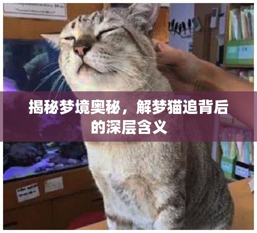 揭秘梦境奥秘，解梦猫追背后的深层含义