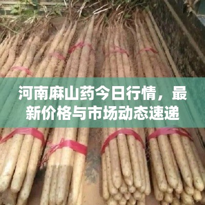 河南麻山药今日行情，最新价格与市场动态速递