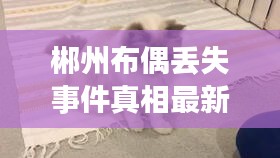 郴州布偶丢失事件真相最新：郴州布偶丢失事件真相最新消息 