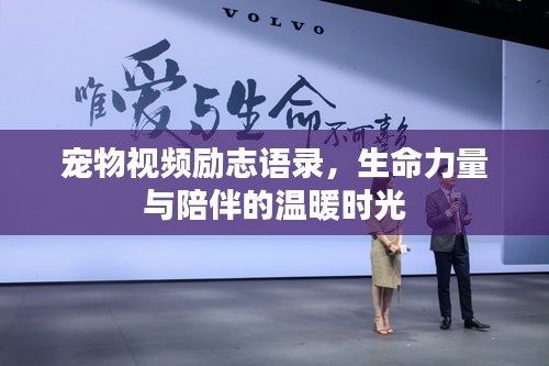宠物视频励志语录，生命力量与陪伴的温暖时光