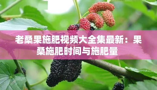 老桑果施肥视频大全集最新：果桑施肥时间与施肥量 