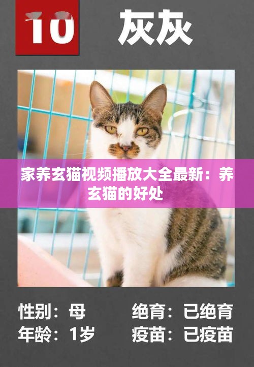 家养玄猫视频播放大全最新：养玄猫的好处 