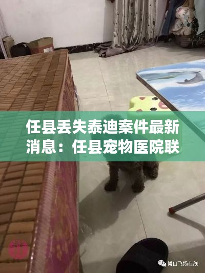 任县丢失泰迪案件最新消息：任县宠物医院联系方式 