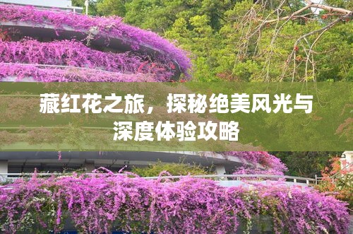 藏红花之旅，探秘绝美风光与深度体验攻略