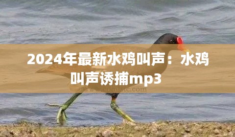 2024年最新水鸡叫声：水鸡叫声诱捕mp3 