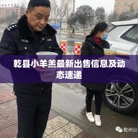 乾县小羊羔最新出售信息及动态速递