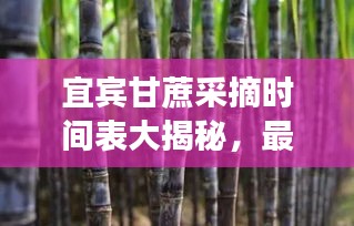 宜宾甘蔗采摘时间表大揭秘，最新时间表助你轻松掌握采摘好时机！
