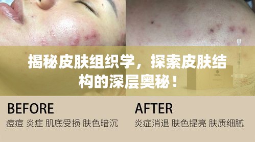 揭秘皮肤组织学，探索皮肤结构的深层奥秘！